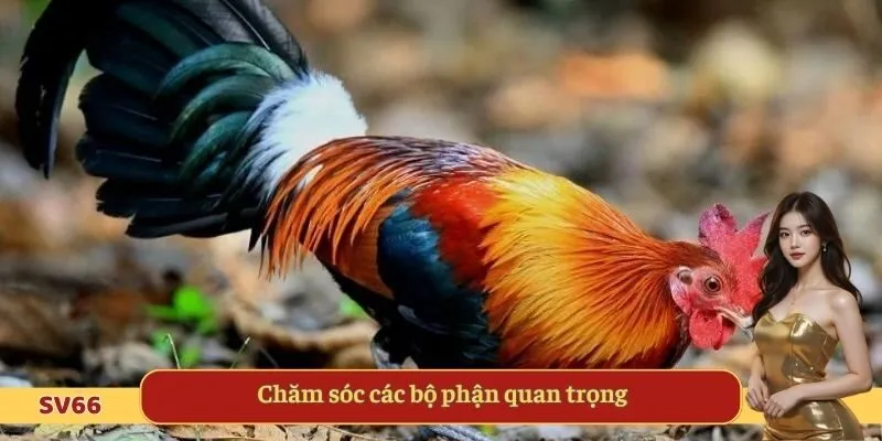 Chăm sóc các bộ phận quan trọng