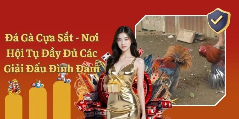 Đá Gà Cựa Sắt - Nơi Hội Tụ Đầy Đủ Các Giải Đấu Đình Đám