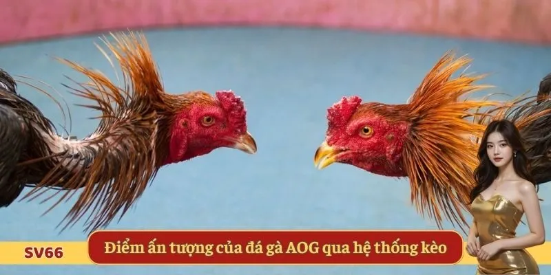 Điểm ấn tượng của đá gà AOG qua hệ thống kèo