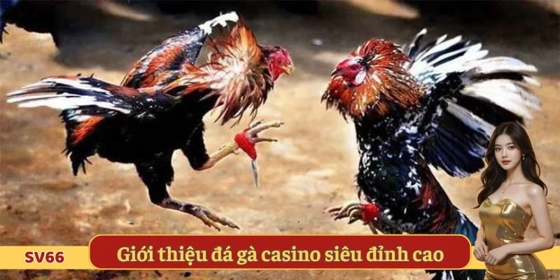 ới thiệu đá gà casino siêu đỉnh cao