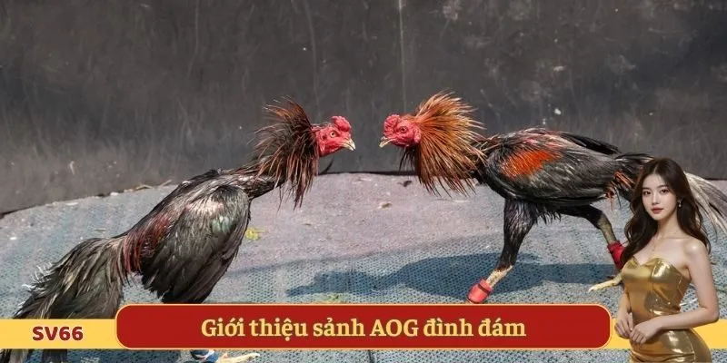 Giới thiệu sảnh AOG đình đám