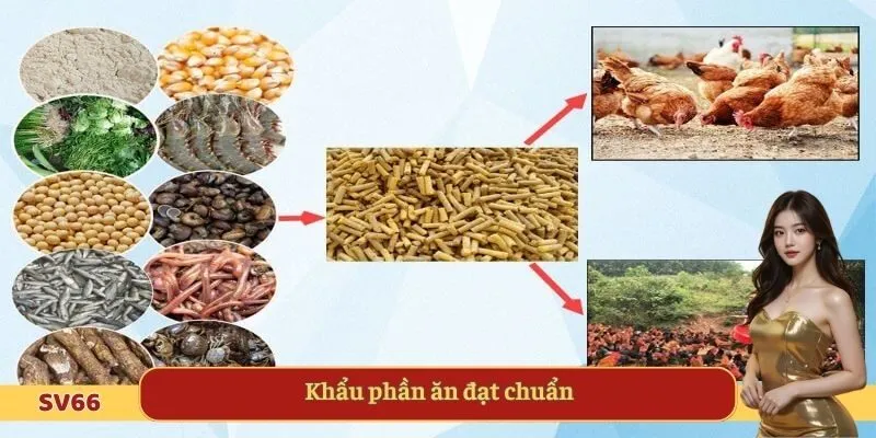 Khẩu phần ăn đạt chuẩn