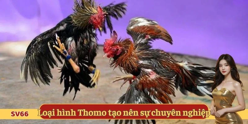 Loại hình Thomo tạo nên sự chuyên nghiệp