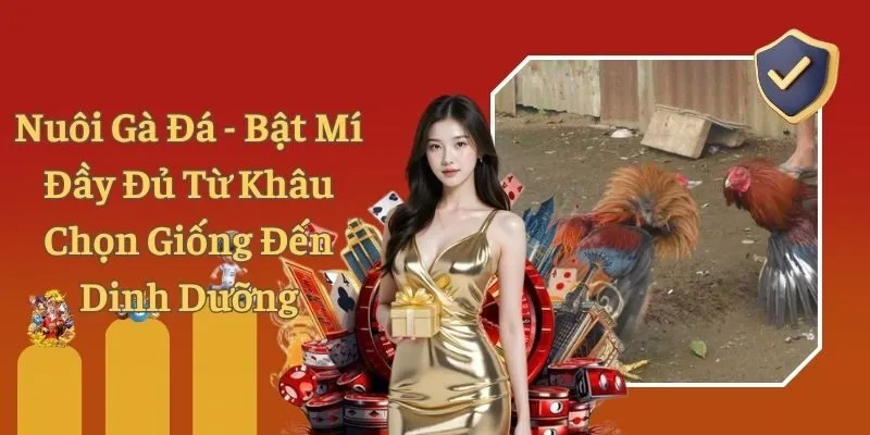 Nuôi Gà Đá - Bật Mí Đầy Đủ Từ Khâu Chọn Giống Đến Dinh Dưỡng