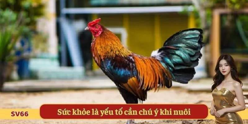Sức khỏe là yếu tố cần chú ý khi nuôi