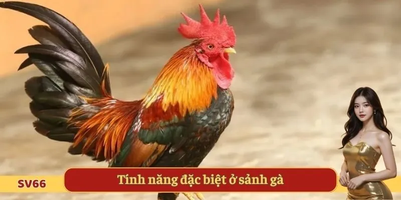 Tính năng đặc biệt ở sảnh gà