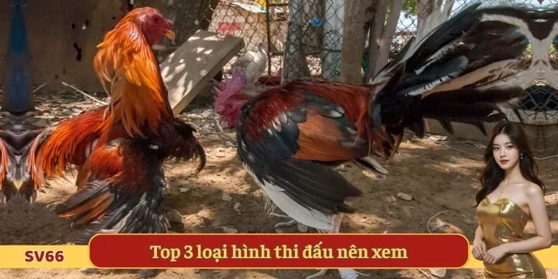 Top 3 loại hình thi đấu nên xem