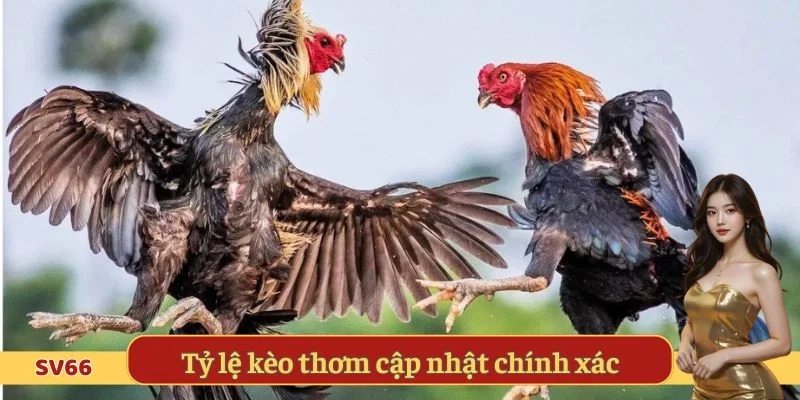 Tỷ lệ kèo thơm cập nhật chính xác